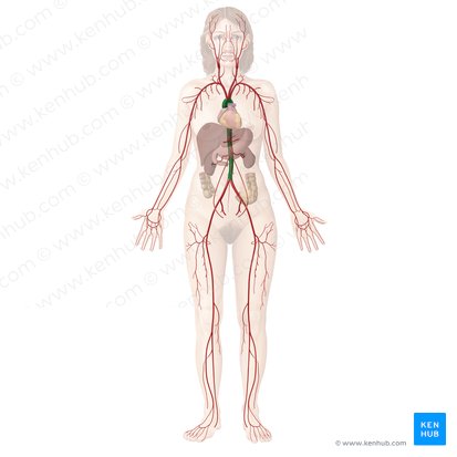 Buen sentimiento agradable cuota de matrícula Principales arterias, venas y nervios del cuerpo:Anatomía | Kenhub