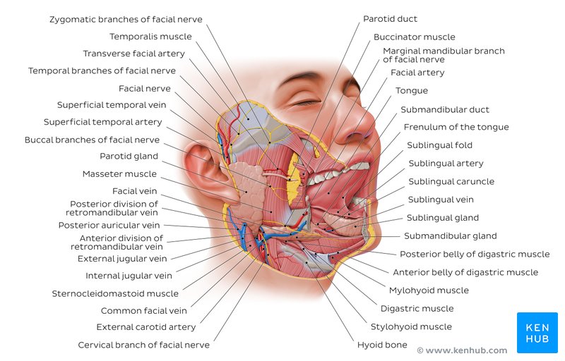 Overview of the salivary glands - lateral-right view