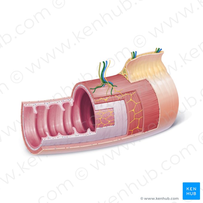 Artéria (Arteria); Imagem: Paul Kim