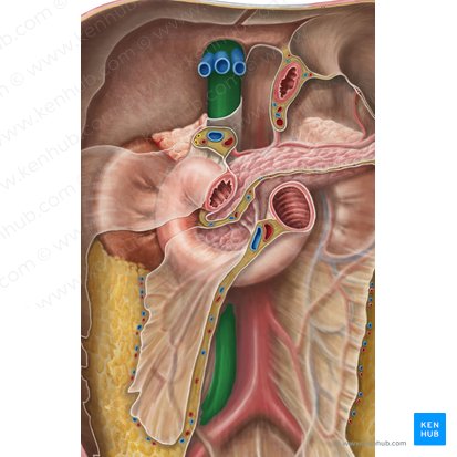 Vena cava inferior (Untere Hohlvene); Bild: Irina Münstermann