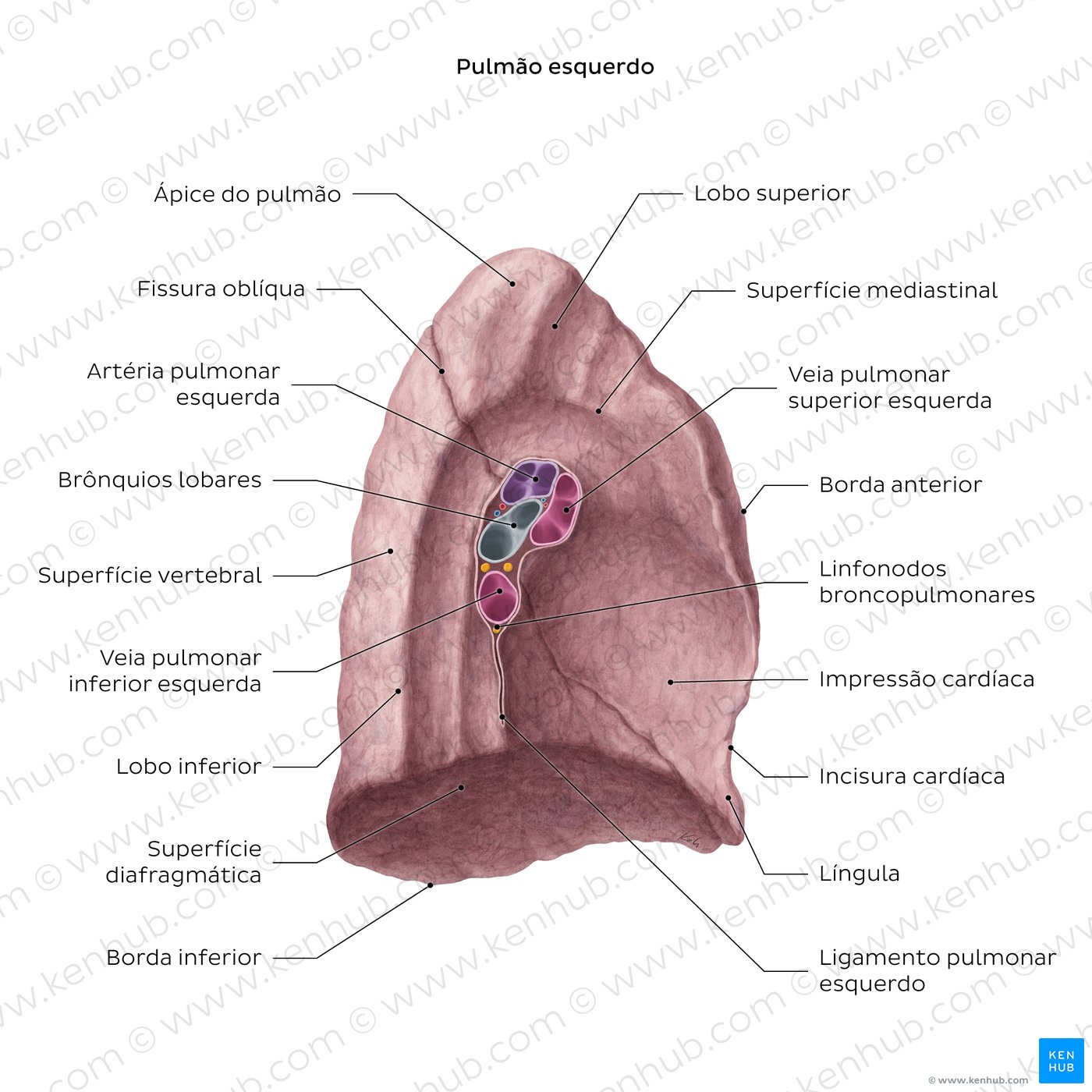 Visão geral da superfície medial do pulmão - vista medial