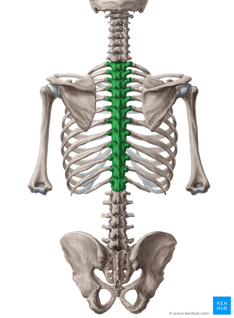 Vértebras torácicas - vista posterior (verde)