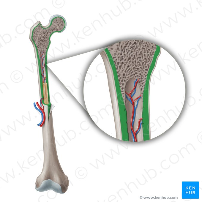 Compact bone (Textus osseous compactus); Image: Paul Kim