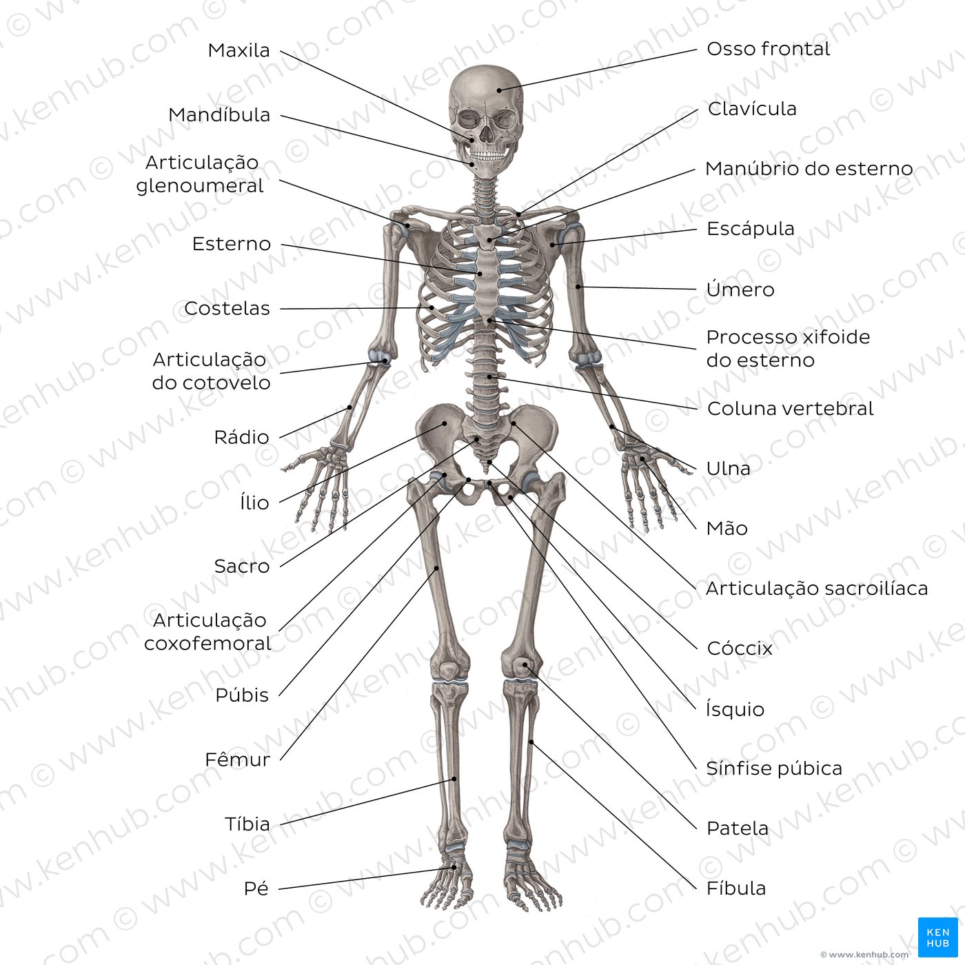 Sistema esquelético - vista anterior