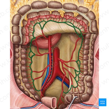 Marginal artery of colon (Arteria marginalis coli); Image: Irina Münstermann