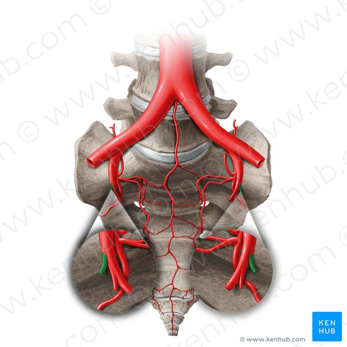 Arteria umbilicalis (Nabelarterie); Bild: Paul Kim