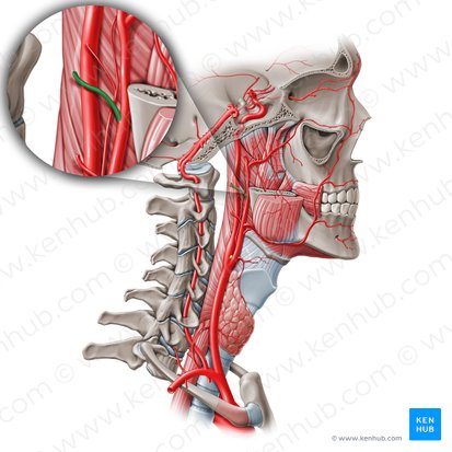 Arteria auricular posterior (Arteria auricularis posterior); Imagen: Paul Kim