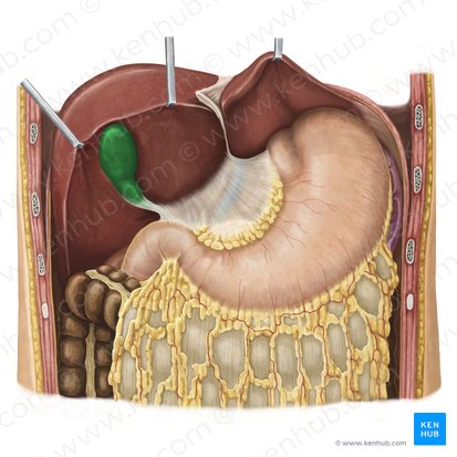 Gallbladder (Vesica biliaris); Image: Irina Münstermann