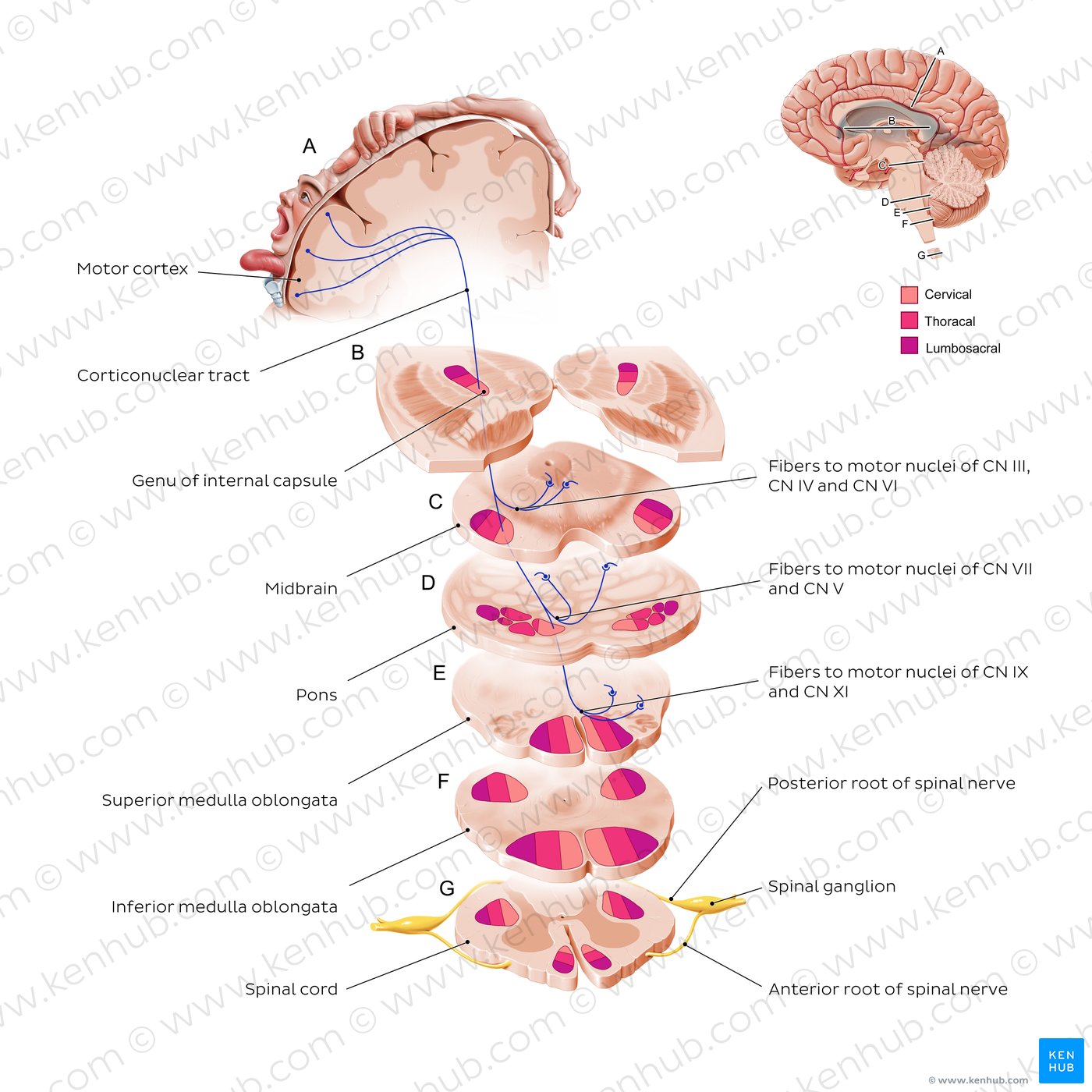 Corticonuclear tract