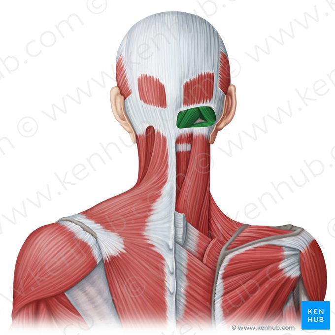 Músculos suboccipitais (Musculi suboccipitales); Imagem: Irina Münstermann