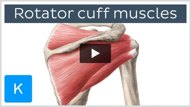 Shoulder muscles best sale rotator cuff