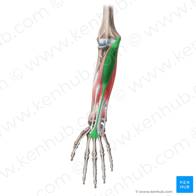 Músculo palmar longo (Musculus palmaris longus); Imagem: Yousun Koh