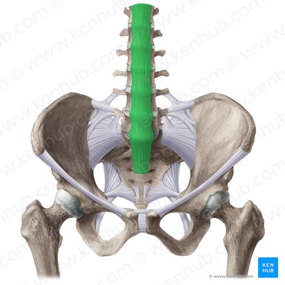 Ligamentum longitudinale anterius (Vorderes Längsband); Bild: Liene Znotina