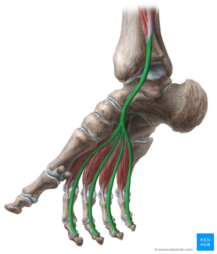 Tendon of flexor digitorum longus muscle - medial view