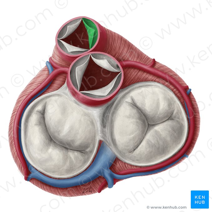 Válvula semilunar derecha de la valva pulmonar (Valvula semilunaris dextra valvae trunci pulmonalis); Imagen: Yousun Koh