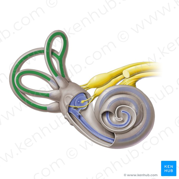 Semicircular ducts (Ductus semicirculares); Image: Paul Kim
