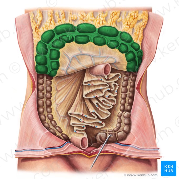 Transverse colon (Colon transversum); Image: Irina Münstermann