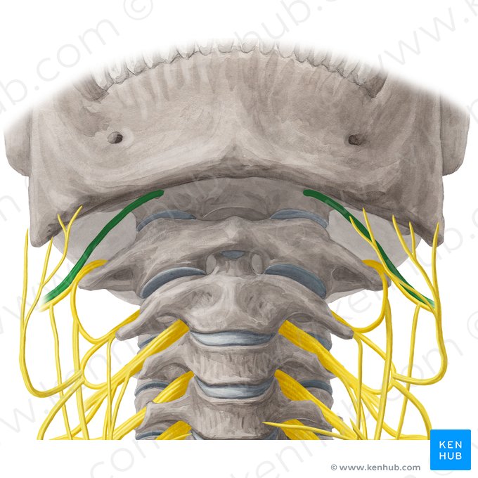 Nervio hipogloso (Nervus hypoglossus); Imagen: Yousun Koh