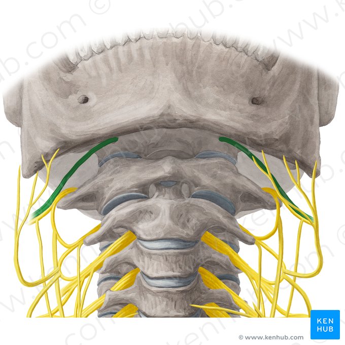 Nervus hypoglossus (Unterzungennerv); Bild: Yousun Koh