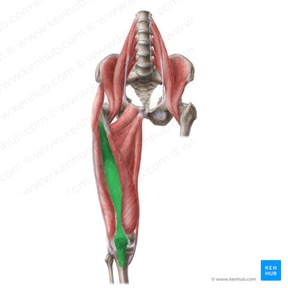 Músculo vasto intermedio (Musculus vastus intermedius); Imagen: Liene Znotina