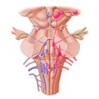 Nervus trigeminus