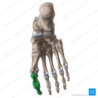 Primer dedo del pie (Hallux); Imagen: Liene Znotina