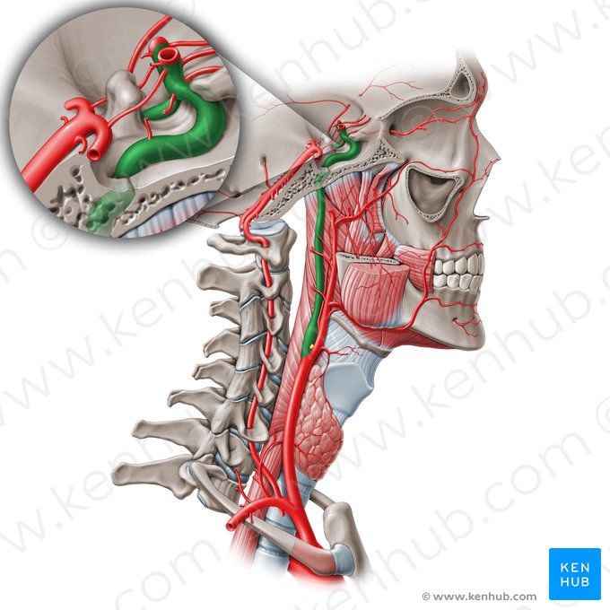 Internal carotid artery (Arteria carotis interna); Image: Paul Kim