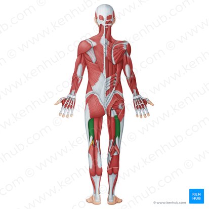 Músculo bíceps femoral (Musculus biceps femoris); Imagen: Irina Münstermann