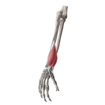 Músculos del antebrazo