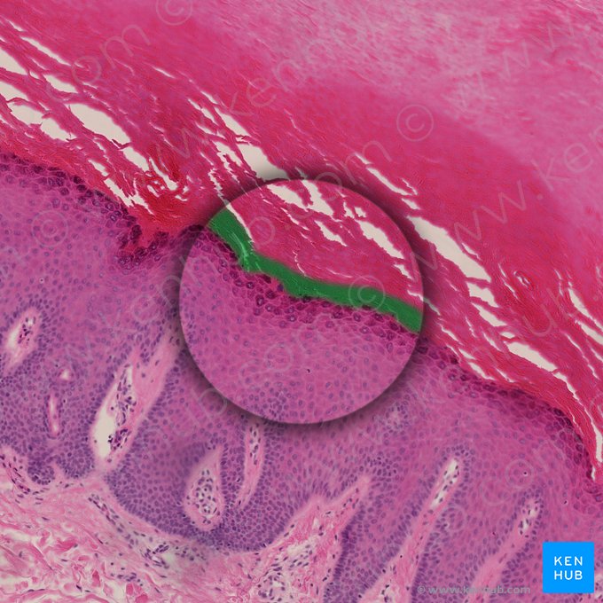 Estrato lúcido (Stratum lucidum epidermis); Imagen: 