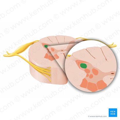 Nucleus proprius; Image: Paul Kim