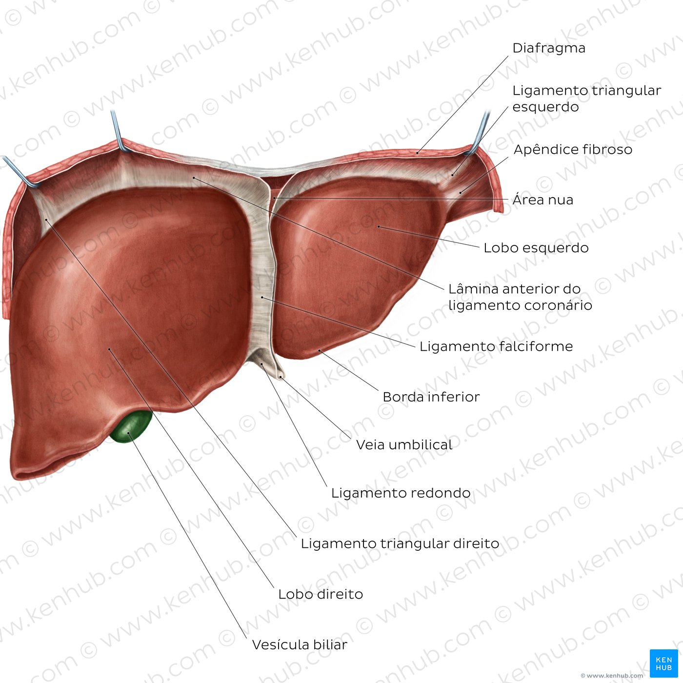 Anatomia do fígado - vista anterior