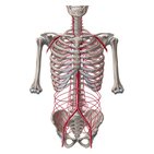 Main arteries of the trunk