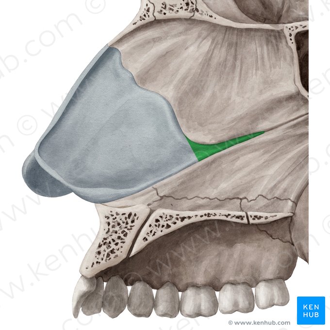 Proceso posterior del cartílago del tabique nasal (Processus posterior cartilaginis septi nasi); Imagen: Yousun Koh