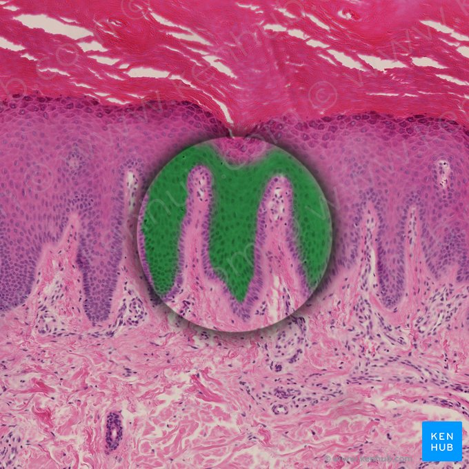 Estrato espinoso (Stratum spinosum epidermis); Imagen: 