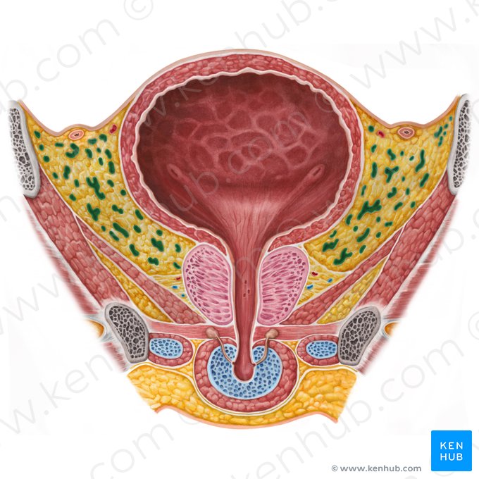 Plexus venosus vesicalis (Harnblasenvenengeflecht); Bild: Irina Münstermann