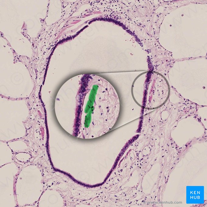 Músculo liso del bronquiolo terminal (Textus muscularis levis bronchioli terminalis); Imagen: 