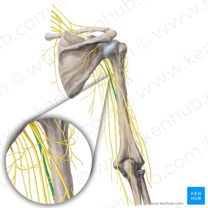 Median nerve (Nervus medianus); Image: Yousun Koh