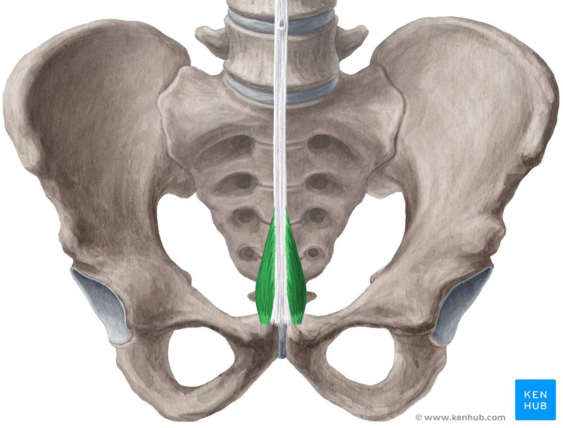 Pyramidalis muscle