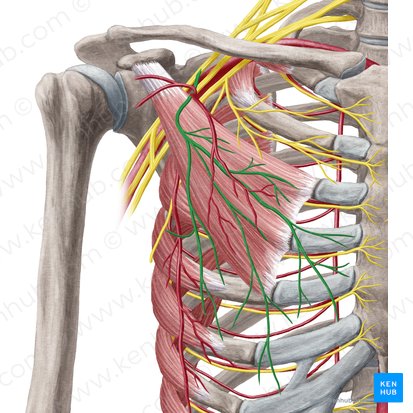 Nervus pectoralis lateralis (Seitlicher Brustnerv); Bild: Yousun Koh