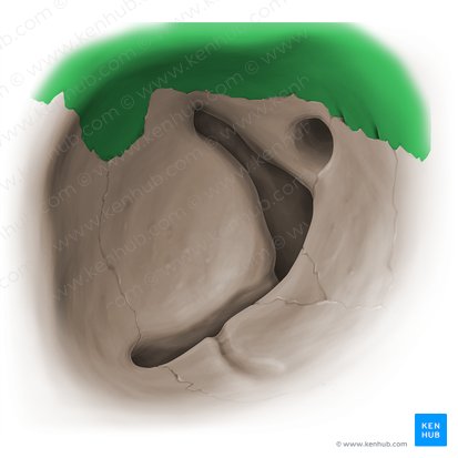 Orbital surface of frontal bone (Facies orbitalis ossis frontalis); Image: Paul Kim