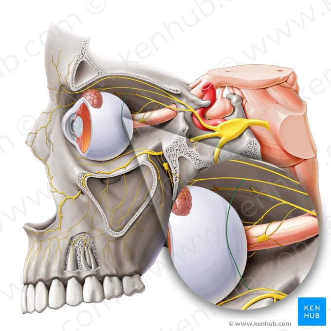 Communicating branch of zygomatic nerve to lacrimal nerve (Ramus communicans lacrimalis nervi zygomatici); Image: Paul Kim