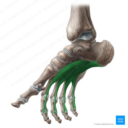 Músculo flexor curto dos dedos (Musculus flexor digitorum brevis); Imagem: Liene Znotina