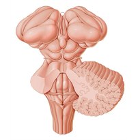 Brainstem