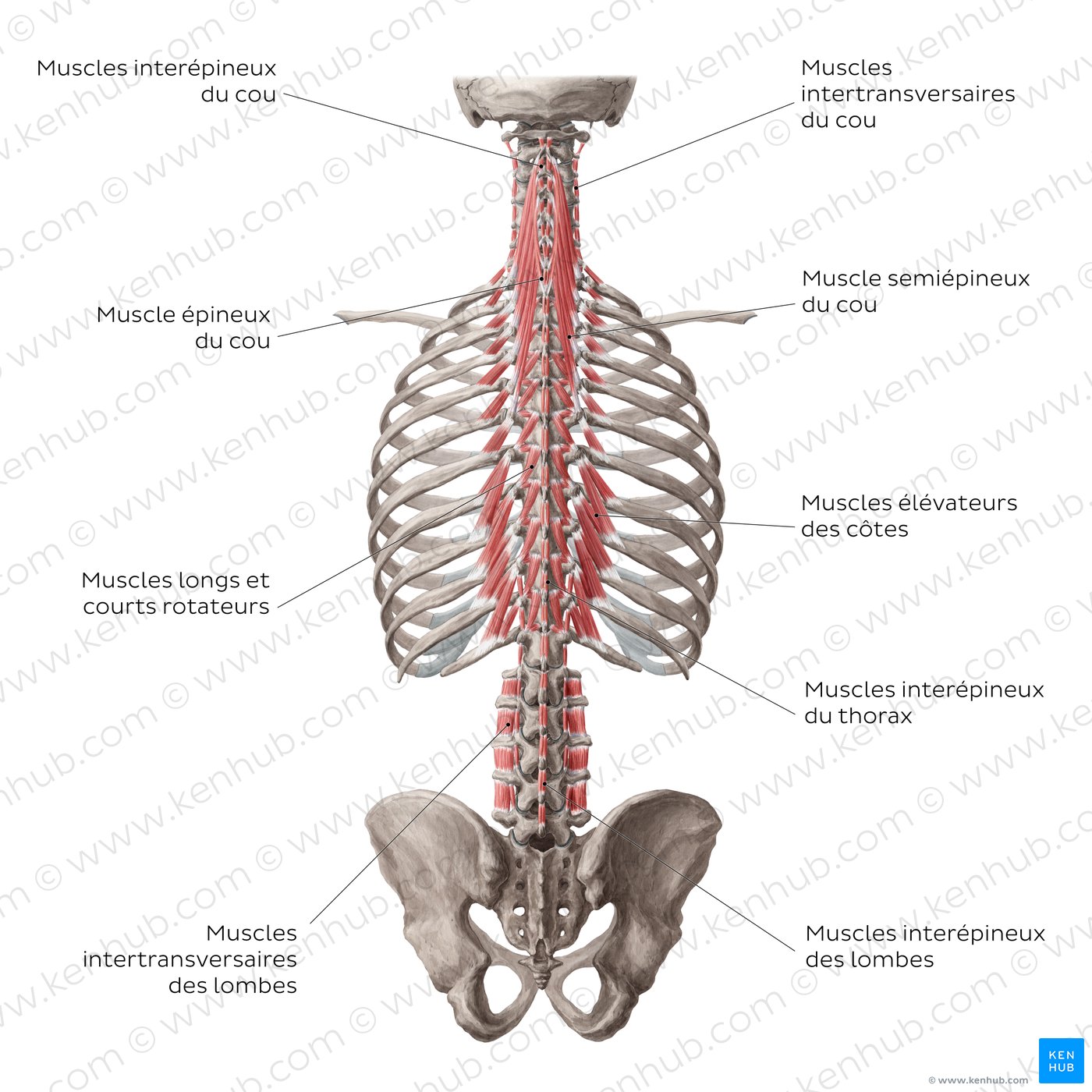 Les couches profondes et les plus profondes des muscles profonds du dos