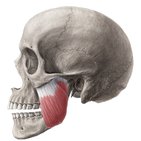 Musculus masseter