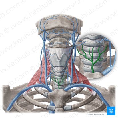 Vena tiroidea inferior (Vena thyroidea inferior); Imagen: Yousun Koh