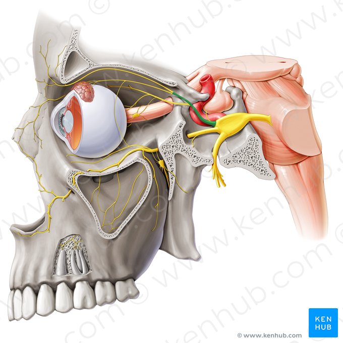 Ophthalmic nerve (Nervus ophthalmicus); Image: Paul Kim