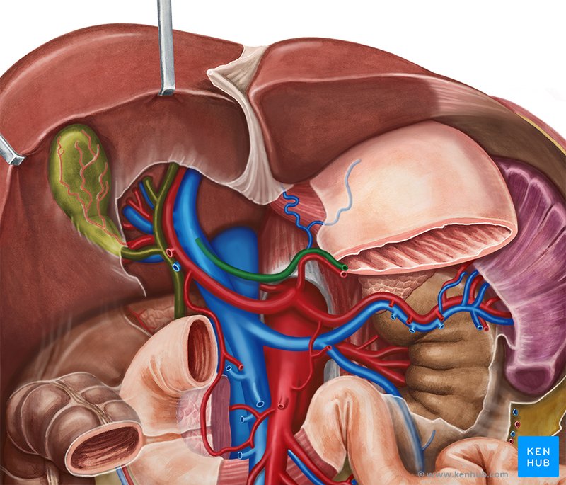 Left gastric vein (Vena gastrica sinistra)