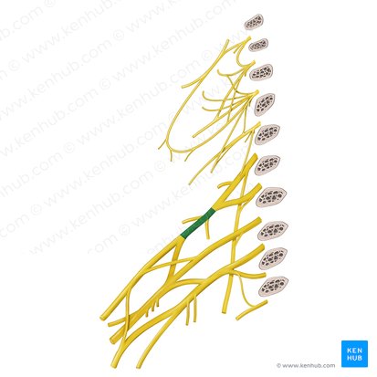 Tronco superior del plexo braquial (Truncus superior plexus brachialis); Imagen: Begoña Rodriguez